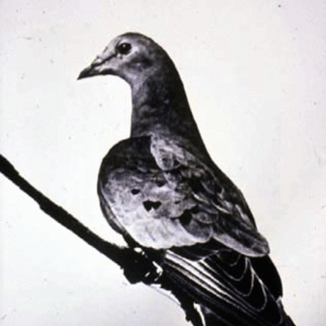 The Life and Death of the Passenger Pigeon