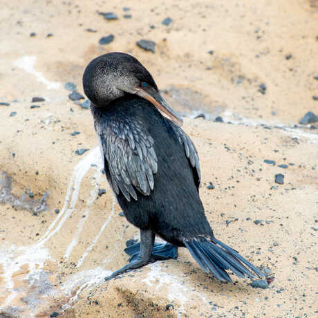 A black flightless cormorant with small wings picks at its feathers while resting atop a sandy rock.