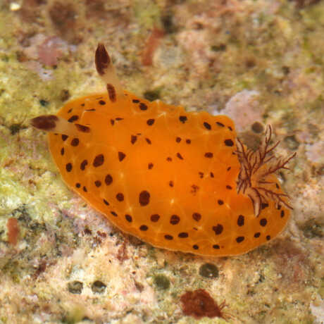 A yellow-orange Halgerda mango nudibranch rests atop rocks and corals. 
