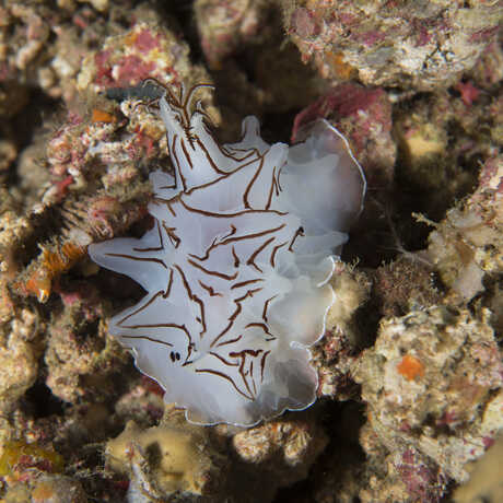 Halgerda mesophotica, a sea slug, sits atop stony coral. it is white and semi translucent with black and brown stripes. 