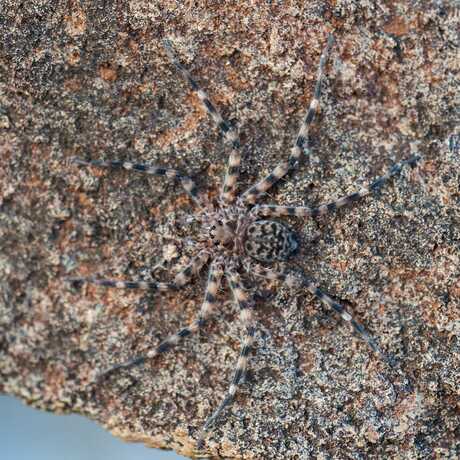 A flattie spider hangs sideways on a rock in Australia during the daytime. 