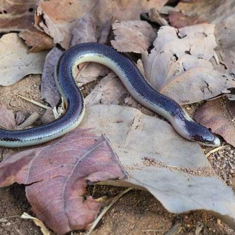 A legless skink (blue with a white underbelly) rests atop dried leaves and twigs. 