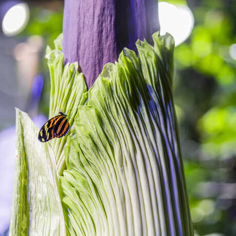 Corpse flower closeup in Osher Rainforest with butterfly on petal