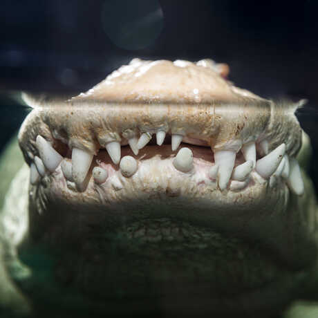 Claude the Academy's albino alligator shows off his toothy grin