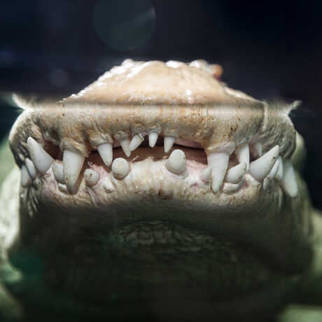 A face-on view of Claude the albino alligator at the Academy showing his teeth