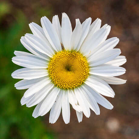 Photo of oxeye daisy blossom from above