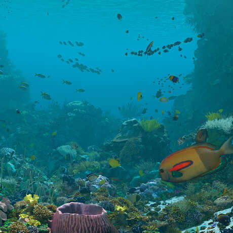 Still of underwater coral reef from Expedition Reef planetarium show