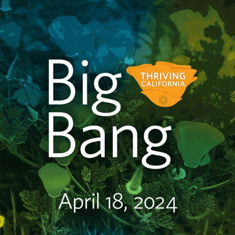 Images of poppies, redwoods, and xerces blue with text "Big Bang April 18, 2024."