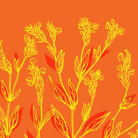 Botanical illustration against orange background