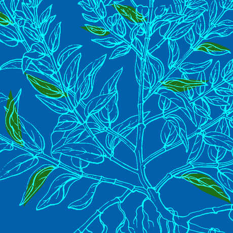 Botanical illustration against blue background