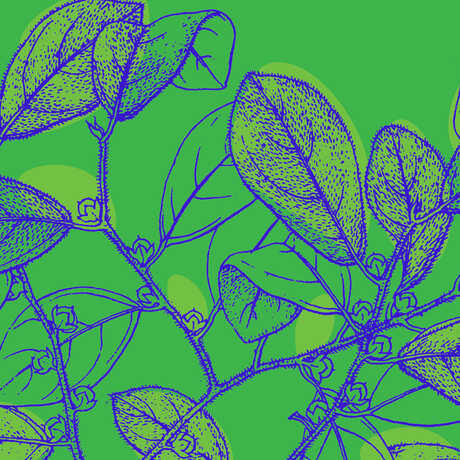 Botanical illustration against green background