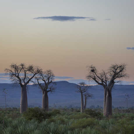 Baobab trees in the foreground and gentle hills in the background in this evening landscape in Madagascar