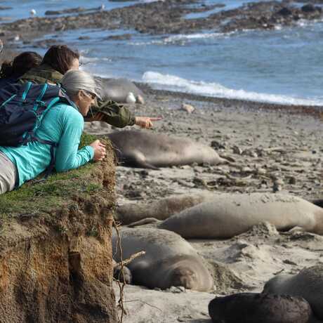 People observing elephant seals at Ano Nuevo Preserve
