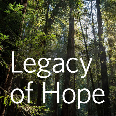 Image of trees with text "Legacy of Hope."