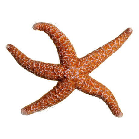 Orange sea star against white background