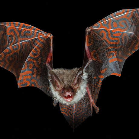 Flying bat with orange patterns on its wings against black background