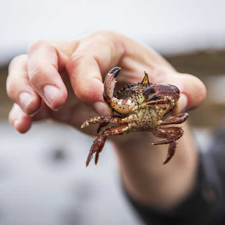 Young holds a crab at a tidepool bioblitz in Half Moon Bay, CA.