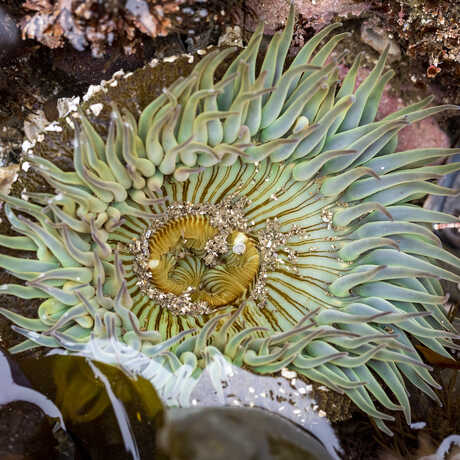 A sea anemone pictured in Half Moon Bay, CA.