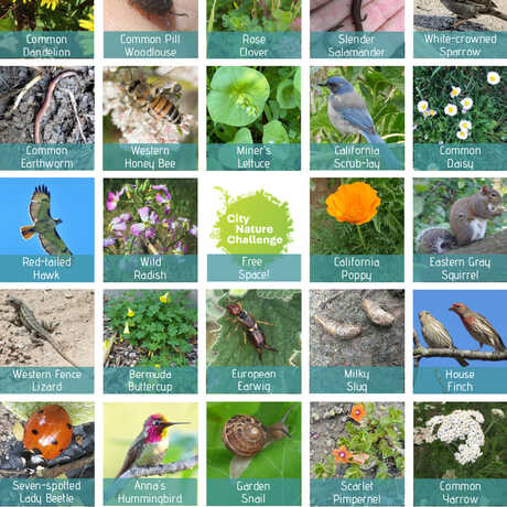 Bingo card with Bay Area plants and animals