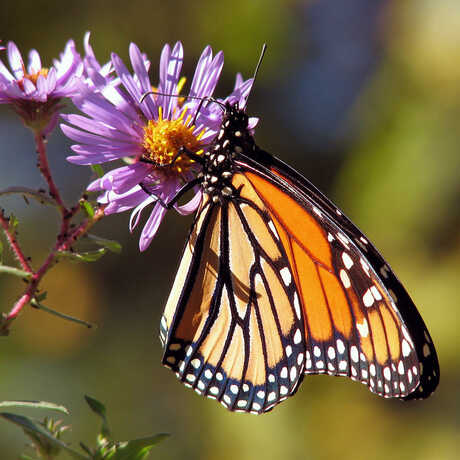Monarch butterfly photo courtesy of Wikimedia Commons