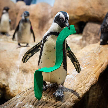 Portrait of Ty, an African penguin at the Academy, holding a piece of green felt