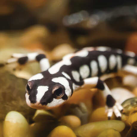Black and white Luristan newt on exhibit at the Academy