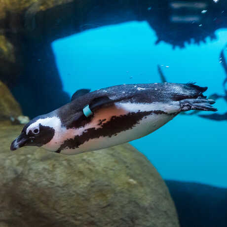 Stanlee, an African penguin on exhibit at the Academy, swims in her habitat