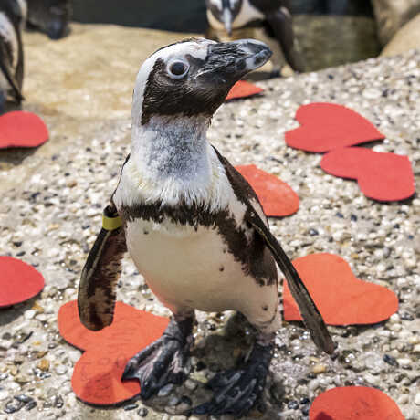 Grendel, an African penguin on exhibit at the Academy, stands among red felt valentine hearts