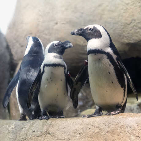 Kianga and Dunker, African penguins on exhibit at the Academy, stand side by side