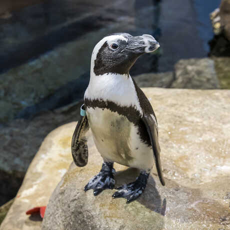 Bernie, an African penguin on exhibit at the Academy, looks curiously at the camea