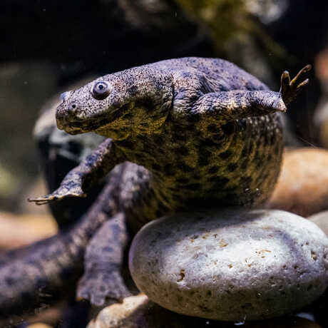 Iberian ribbed newt on exhibit in Steinhart Aquarium at Cal Academy. Photo by Gayle Laird