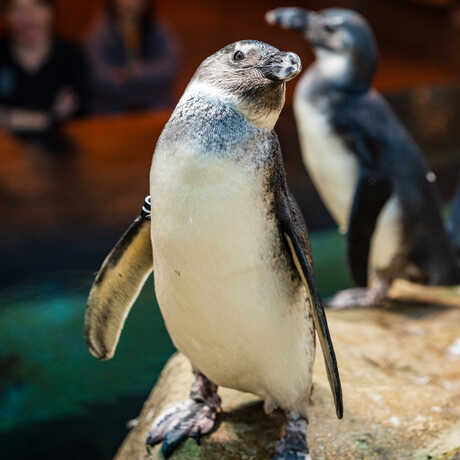 Portrait of Lazola, an African penguin on exhibit at the Academy