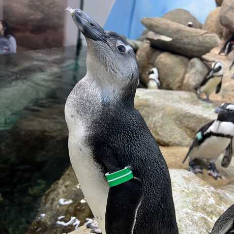 Alice, an African penguin, on exhibit in Tusher African Hall at California Academy of Sciences