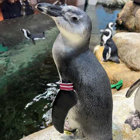 Nandi, an African penguin chick on exhibit in Tusher African Hall at California Academy of Sciences