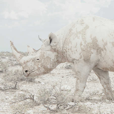White Rhino by Maroesjka Lavigne