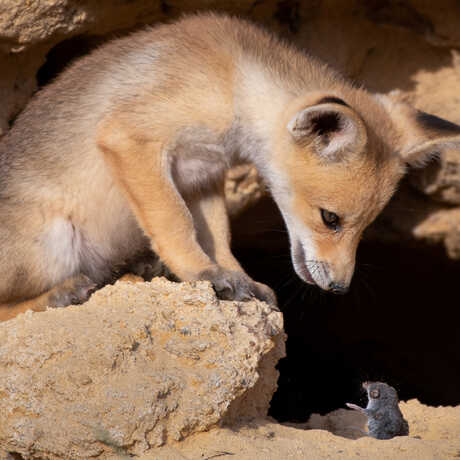 Fox stares at rodent. Photo by Ayala Fishaimer
