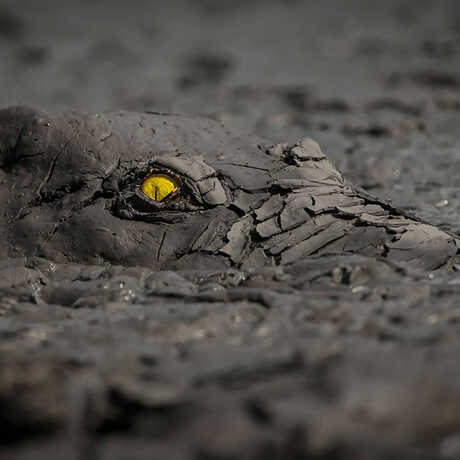 BigPicture 2022 aquatic life finalist by Jens Cullman of a mud-caked crocodile with yellow eye