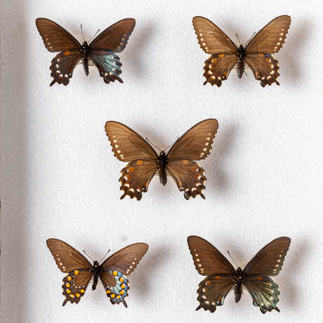 A drawer of preserved pipevine swallowtail butterfly specimens from the Academy collections. Photo © Gayle Laird
