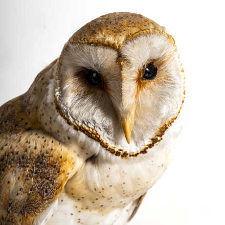 Preserved barn owl specimen on exhibit at California Academy of Sciences. Photo © Gayle Laird