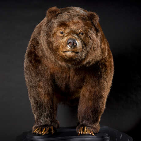 Preserved specimen of Monarch, one of the last California grizzly bears, on exhibit at California Academy of Sciences. Photo © Gayle Laird