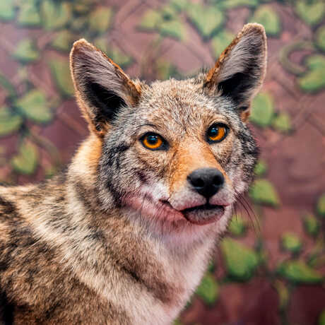 Coyote specimen with amber eyes on exhibit in California: State of Nature at Cal Academy. Photo by Gayle Laird