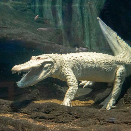 Cute photo of Claude the alligator with albinism with his mouth open