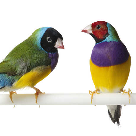 Two colorful Gouldian finches perch against a white background