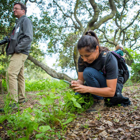 A citizen scientist identifies a plant using the iNaturalist app