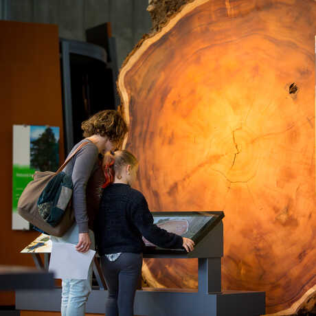 Mother and daughter read exhibit label in front of cross section of gigantic redwood tree in Giants of Land and Sea exhibit