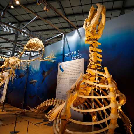 Dramatic articulated skeletons of pinnipeds and cetaceans in the Giants of Land and Sea exhibit