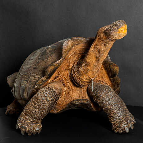 Galápagos tortoise specimen from Academy research collections