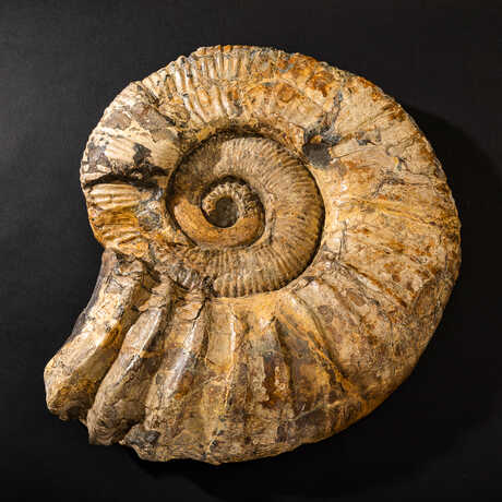 Ancient ammonite fossil specimen against black background. From Academy collections. 