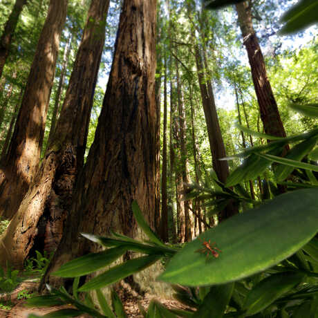 A still from "Life: A Cosmic Story" showing a tiny ant dwarfed by a redwood tree