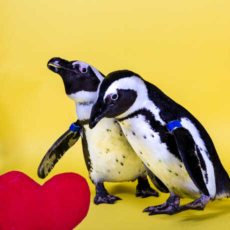2 African penguins look at a red felt heart against a bright yellow background